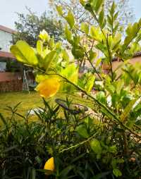 來到雲南丘北普者黑，住進這家浮生若夢湖景酒店，真的是旅行中最明智的選擇！地理位置絕佳，就在普者黑核心