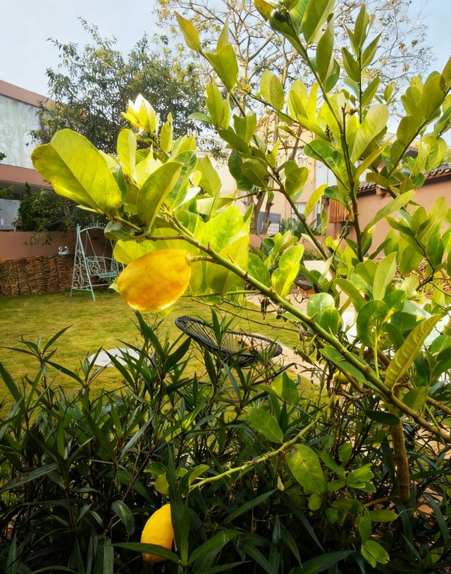 來到雲南丘北普者黑，住進這家浮生若夢湖景酒店，真的是旅行中最明智的選擇！地理位置絕佳，就在普者黑核心