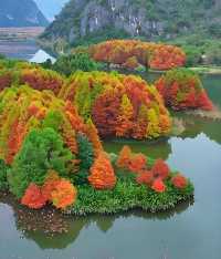 文山普者黑這片紅杉林每一眼都驚豔