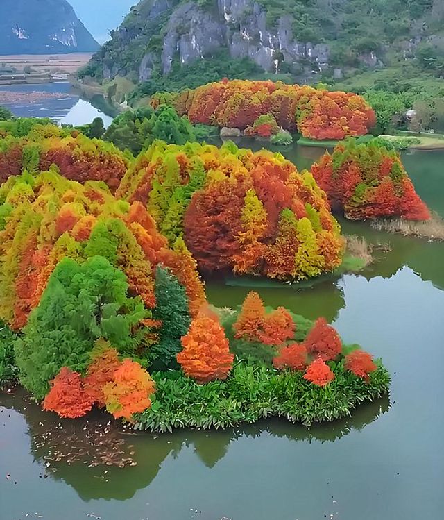 文山普者黑這片紅杉林每一眼都驚豔