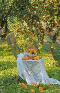 週末遛娃必去橘子園