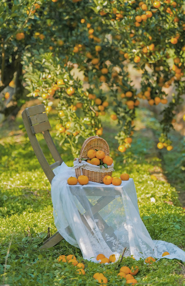 週末遛娃必去橘子園