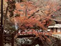 箕面公園|紅葉|箕面の滝