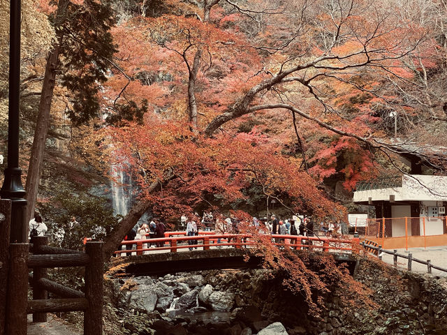 箕面公園|紅葉|箕面の滝 箕面公園|紅葉|箕面の滝