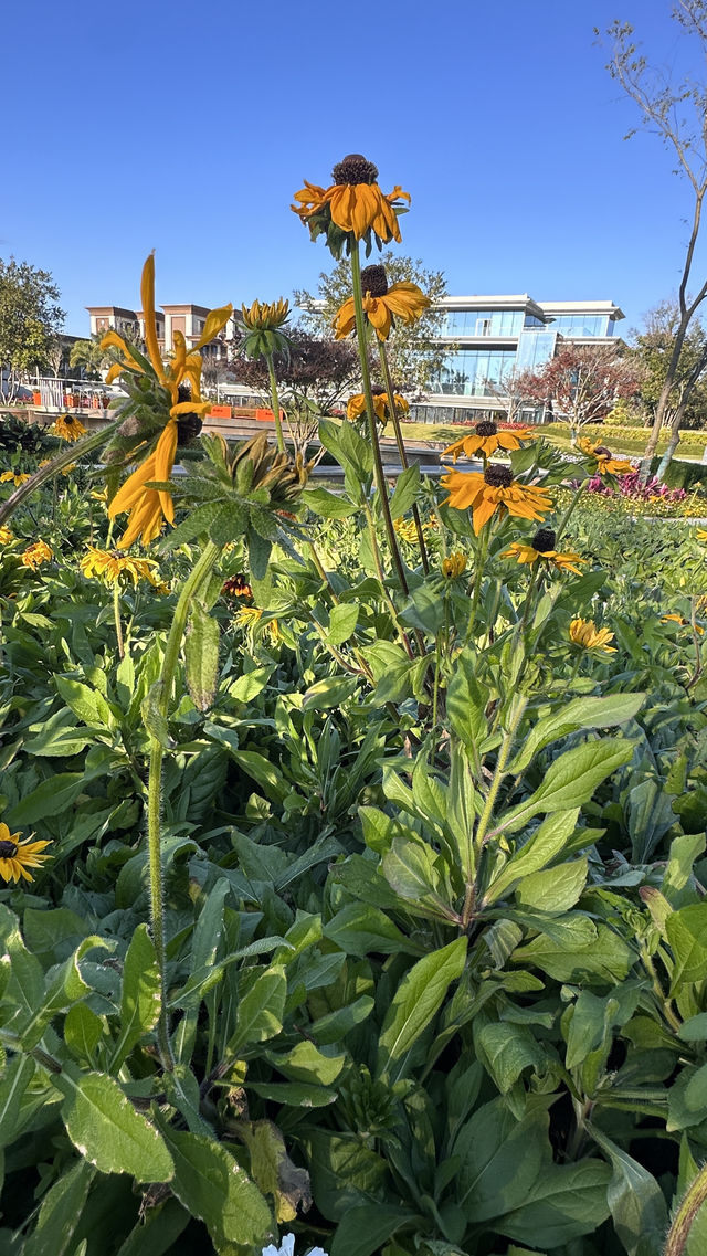梅子湖花箋｜冬日限定的溫柔詩篇