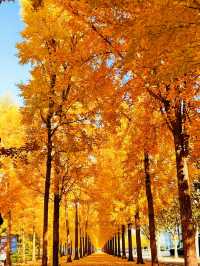 上海發布認證 已達巔峰值 相當炸裂