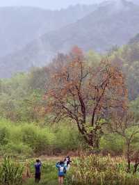 江浙滬週末徒步天花板絕美竹林秘境路線公開！