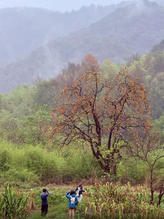 江浙滬週末徒步天花板絕美竹林秘境路線公開！
