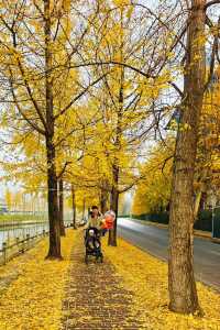 蛟龍活水公園拍銀杏