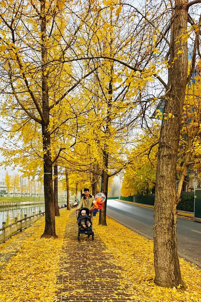 蛟龍活水公園拍銀杏