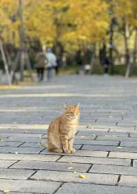 被銀杏包裹的初冬