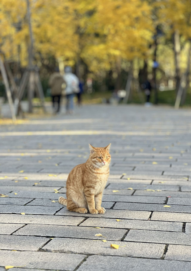 被銀杏包裹的初冬 被銀杏包裹的初冬