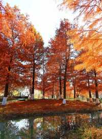 上海秋日私藏3 個小眾賞秋地人少出片不踩雷