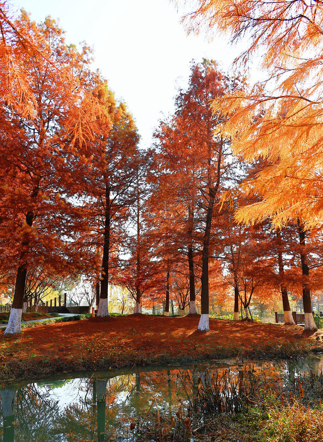 上海秋日私藏3 個小眾賞秋地人少出片不踩雷 上海秋日私藏3 個小眾賞秋地人少出片不踩雷