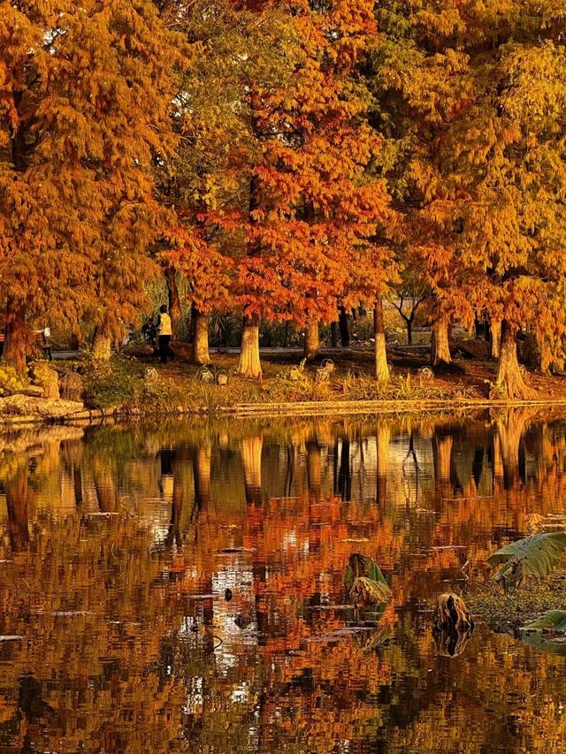 在禪意空間收藏蒙山濃烈的秋天