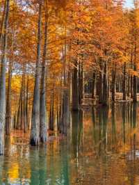 我的寧國紅杉林賞秋手記