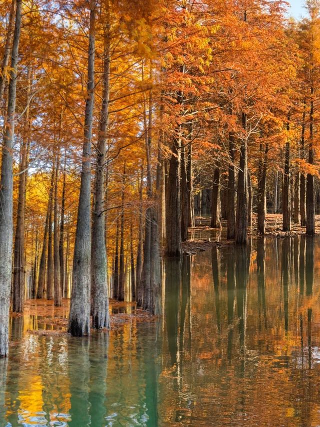 我的寧國紅杉林賞秋手記 我的寧國紅杉林賞秋手記