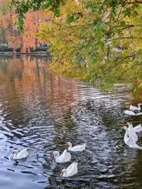 天平山‖我宣布我找的機位拍得最好看~