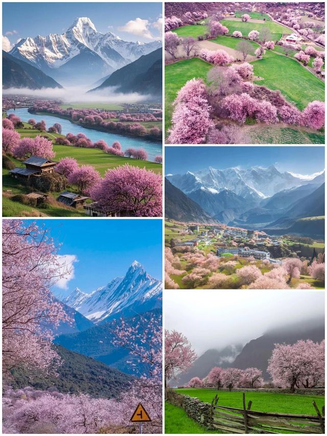 西藏林芝深度遊:邂逅雪山桃花與森林的浪漫 西藏林芝深度遊:邂逅雪山桃花與森林的浪漫