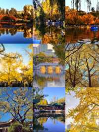 翠湖公園怎麼玩?本地人私藏路線,避開人潮賞冬櫻