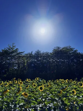 11.29 異木棉Live實況圖廣州 