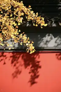 重慶出發 去南京過秋天