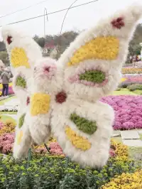 成都!!漫花莊園的菊花太前衛了!!!