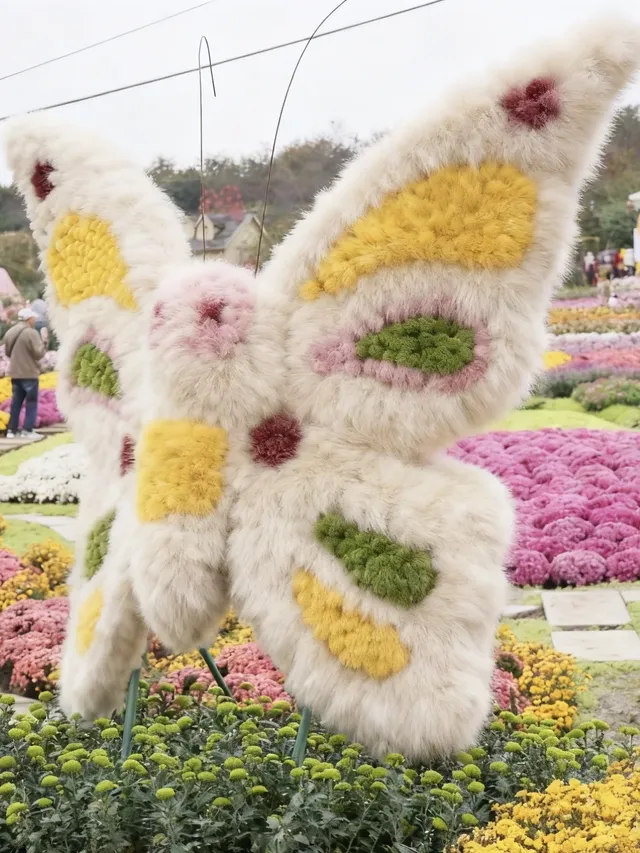 成都!!漫花莊園的菊花太前衛了!!! 成都!!漫花莊園的菊花太前衛了!!!