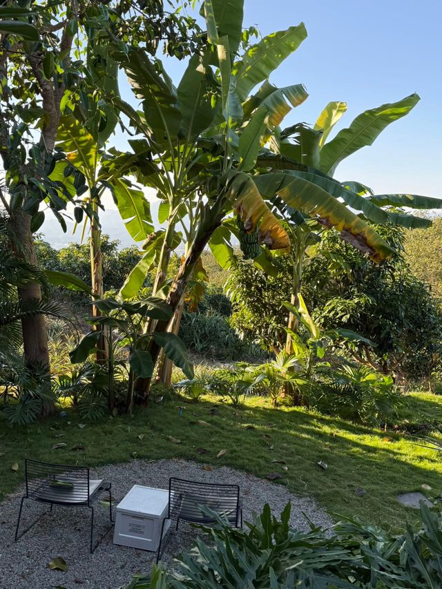 版納野奢酒店娜紮楊迪也愛住