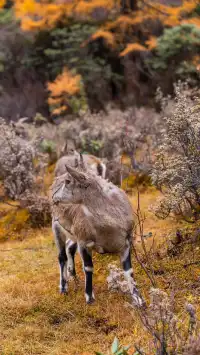 稻城亞丁拍到的各種野生動物