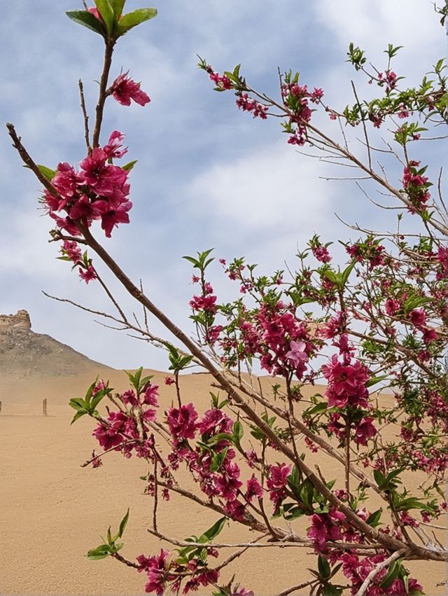 敦煌1日包車遊打卡必去景點