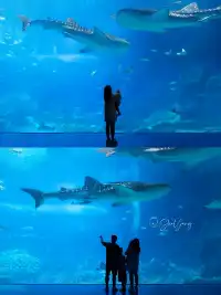 拍半小時!加修了幾百!原因太好看