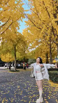 黃金城道及周邊最全銀杏拍攝citywalk路線