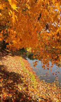 不誇張這是上海拍楓葉最美的公園了