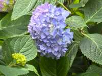 五月必刷南京繡球公園花開成海 美到犯規