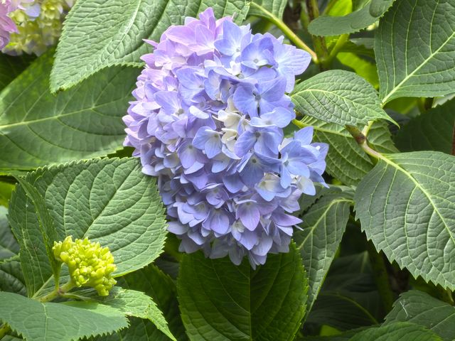 五月必刷南京繡球公園花開成海 美到犯規 五月必刷南京繡球公園花開成海 美到犯規