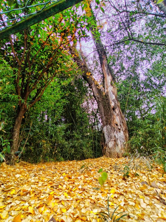 杏好~~有你 杏好~~有你