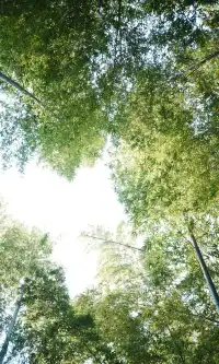 武漢東湖邊藏了個金色+鏽紅色的油畫秋天