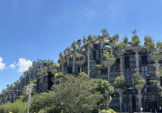 無懼秋老虎,打卡「千樹」之城,歷史的變遷,不定期更新 無懼秋老虎,打卡「千樹」之城,歷史的變遷,不定期更新