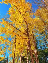 報劉海粟綠地 銀杏濃度已達99.9%