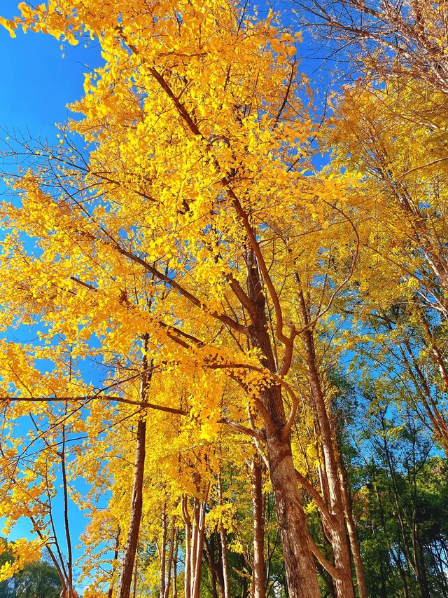 報劉海粟綠地 銀杏濃度已達99.9% 報劉海粟綠地 銀杏濃度已達99.9%
