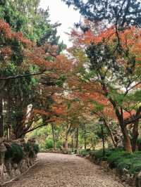 葉園秋深 | 一庭朱色染畫簷