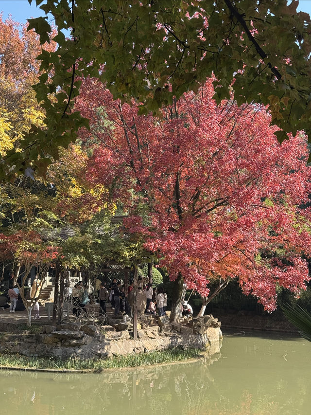 一座公園愛上一座城|我見到駱賓王詩裡的鵝 一座公園愛上一座城|我見到駱賓王詩裡的鵝