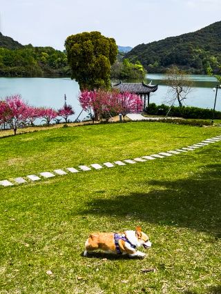 2025년에 머문 20곳의 반려동물 친화 호텔, 정말 보물 같아요!