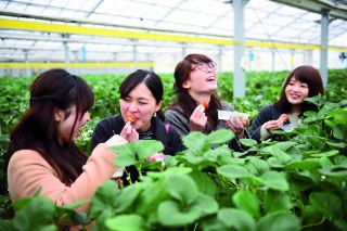 2023년 야마모토마치 딸기 따기 시즌