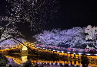 จะสนุกกับเทศกาลชมดอกซากุระเมืองอู๋ซี หยวนโถวจู ปี 2026 ได้อย่างไร? นี่คือคำแนะนำ!