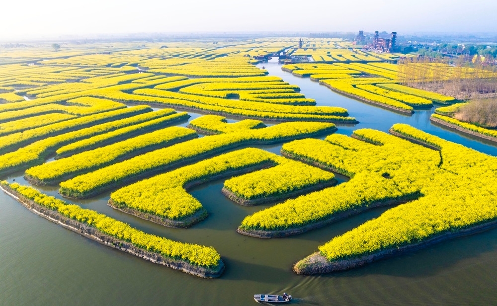 全ネットで大人気の水上菜の花が、ついに興化にやってきました | Trip
