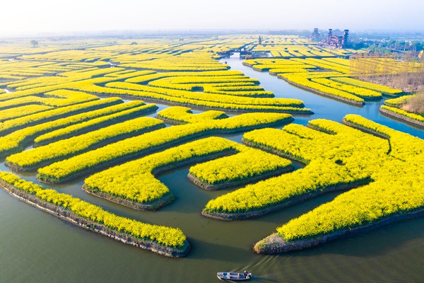 全ネットで大人気の水上菜の花が、ついに興化にやってきました | Trip