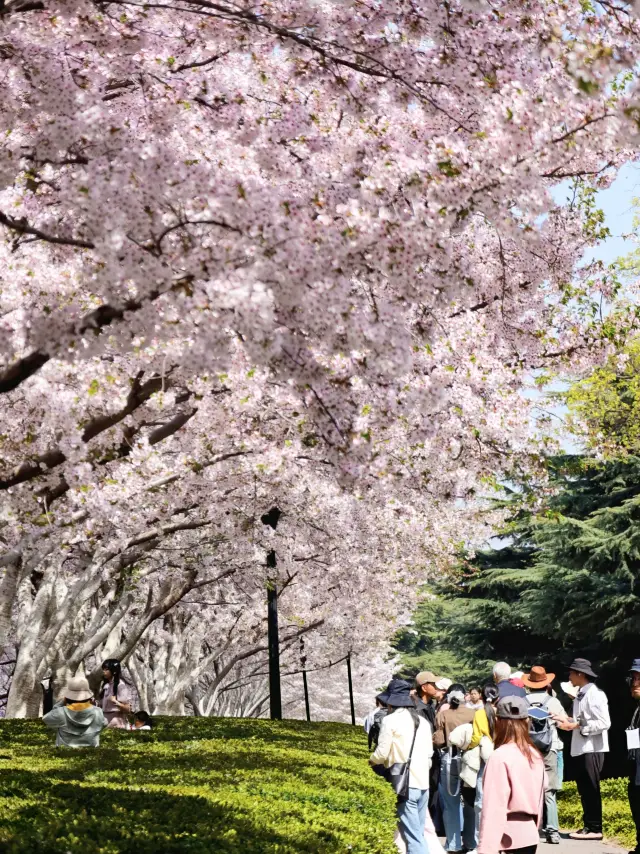 Dalian Labor Park Cherry Blossom Viewing Guide｜Experience a Springtime Exclusive Cherry Blossom Shower