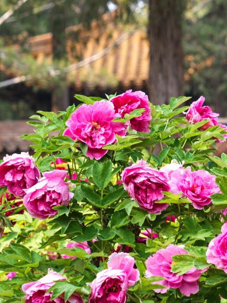 Spring breeze enters the Forbidden City, peonies dye the palace